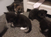 7 beautiful kittens