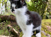 sweet black and white kittens (brothers) looking for a forever home , ready NOW ..