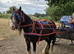 Blagdon mare