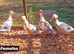 Pairs Crested Miniature Appleyard aka Crested Bantam Ducks
