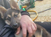 German shepherd female