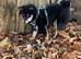 Black and Tan female