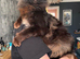 Expecting kittens any time Maine Coon /Scottish fold/point mix kittens ready on the 10th of May We have 5 adorable kittens looking for loving homes.