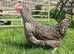 HENS....good egg layers 40+ to pick from...vaccinated.