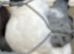Modena hen bird