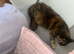 Main coon cross