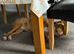 Beautiful 8-Month Staffy Cross Puppy Needs A Loving New Home (Urgent)