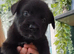 Shepadore puppies German Shepherd × Labradore pups