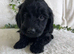 STUNNING DNA TESTED GOLDENDOODLES