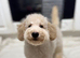 Miniature poodle