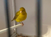 Cinnamon fife canary