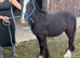 For sale 6month old cob colth to make 13.2