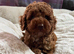 Stunning Cavapoochon puppies