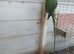 Ringneck complete with large cage