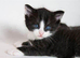 mixed breed Kittens ready now