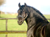 Registered 3 Year Old Colt