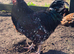 Speckled Sussex fertile hatching eggs