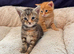 Gorgeous Maine Coon Kittens