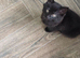 5 beautiful kittens
