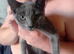 Russian blue for sale