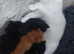 Long‑Haired Ragdoll Cross Tortoiseshell Kittens