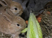 Male Mini Lop bunny rabbit for sale
