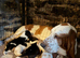 Stunning KC Registered Basset Pups