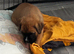 Champion breed boxer puppies