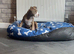 Staffy