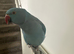 Blue female Indian Ringneck