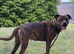 Gorgeous Blue & Brindle Mixed Breed Puppies