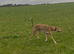 Saluki greyhound