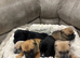 six beautiful Cain Corso puppies for sale