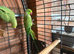 Breeding pair