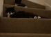 Looking to rehome male kitten