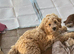 Cavachon x toy poodle puppies