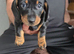 Miniature dacshund puppies