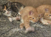 Beautiful British shorthair/maincoone kittens