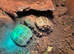 Baby Horsfield Tortoise 2026 Hatchlings