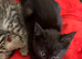 Beautiful kittens- please read full ad for prices