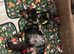 Miniature dachshund puppies