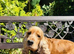 ADULT COCKER SPANIEL