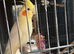 2 Beautiful Cockatiels