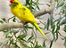 Beautiful young pair of kakarikis
