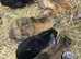 Adorable baby rabbits for Sale