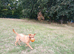 Friendly Labrador looking for new home