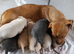 Frenchie cross Jack Russell pups for sale