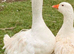 Breeding pair Sebastopol American buff