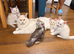 MEET YOUR FUTURE MAINE COON COMPANION
