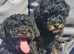 Tiny toy poodle female puppy. Health tested parents